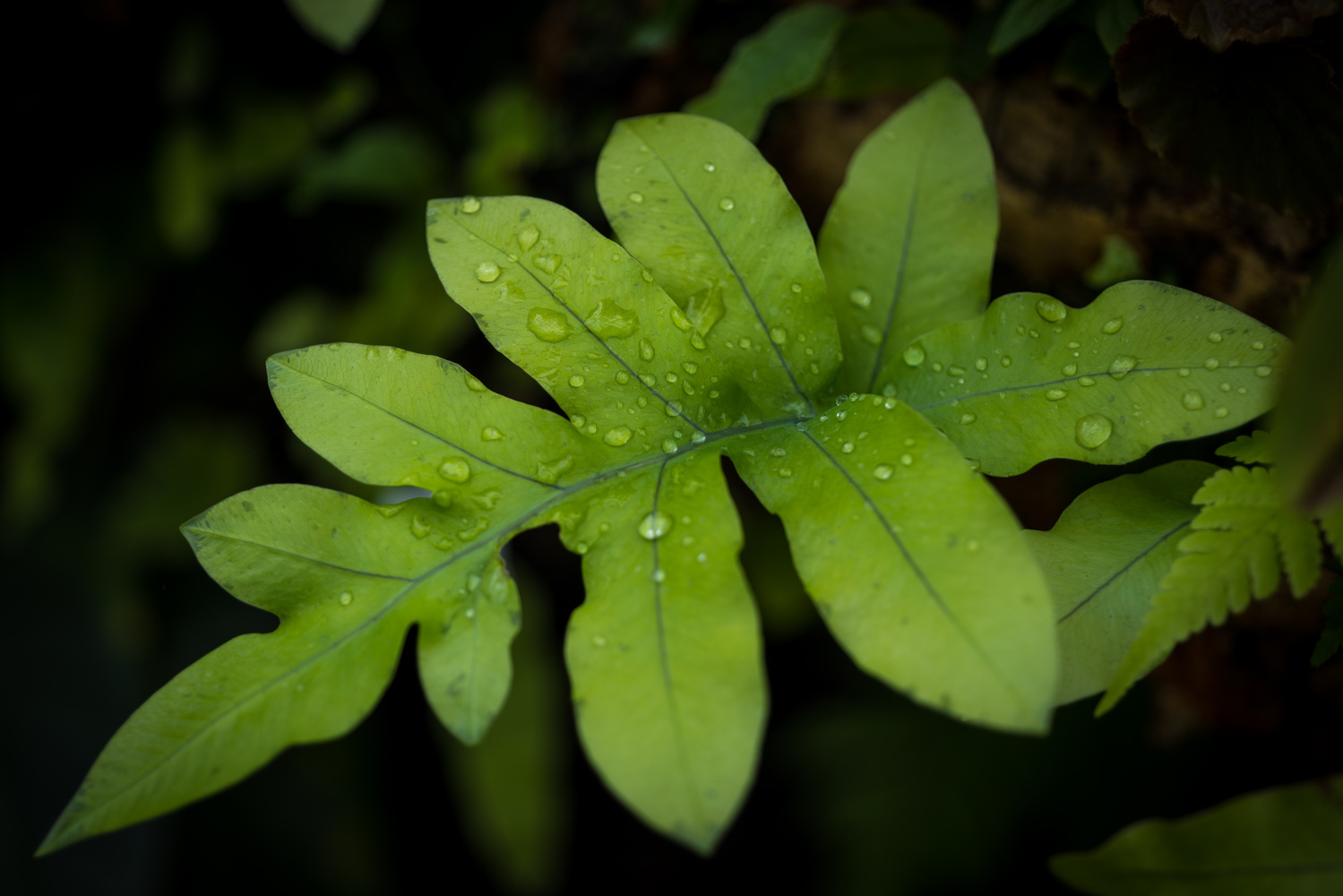 View Leaf by CJ Solberg