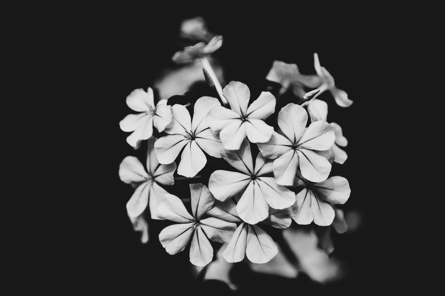 View Flower in bw by CJ Solberg
