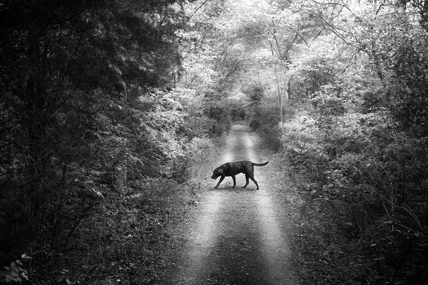 View Sniffing around by Joe Stroud