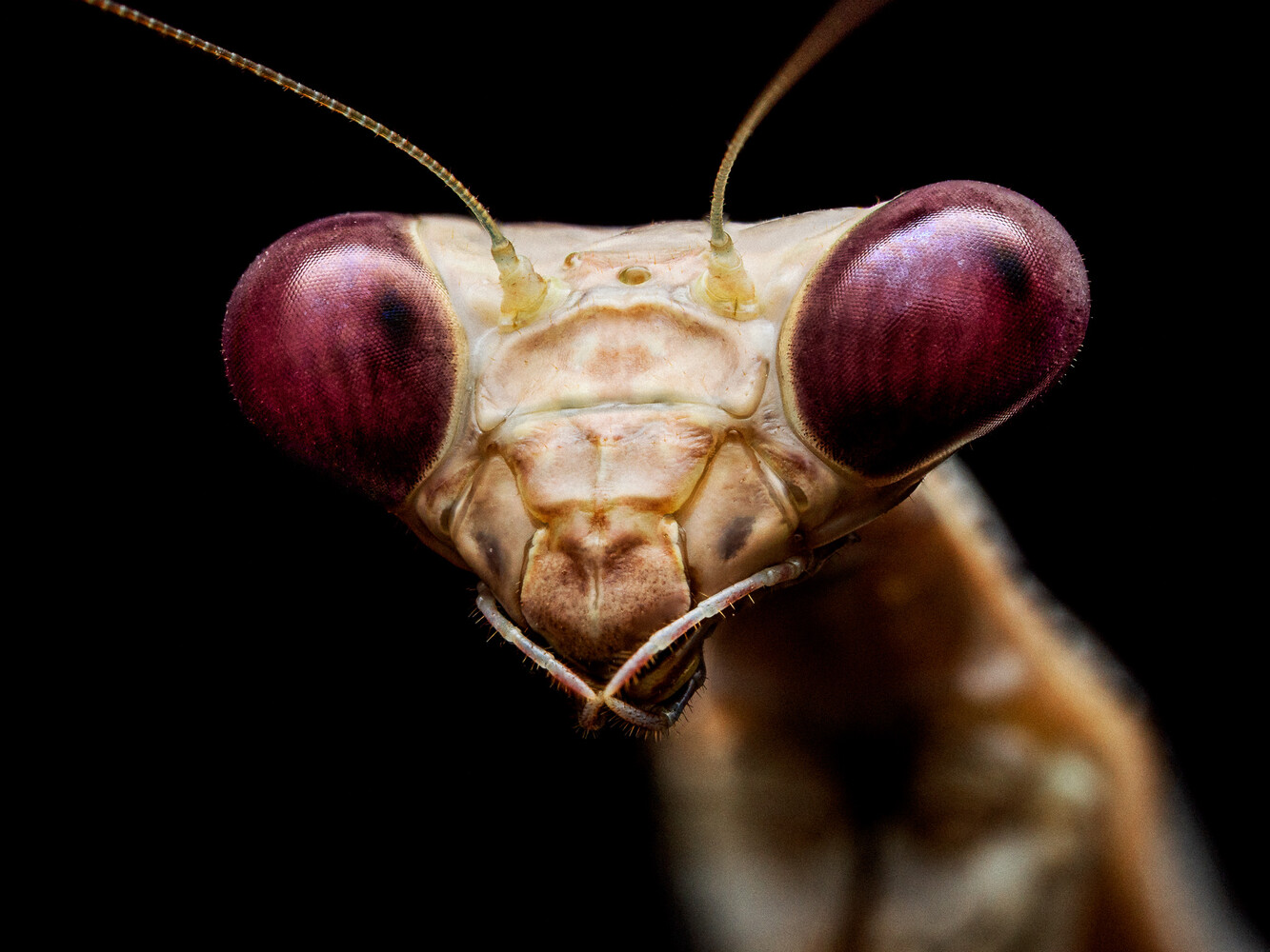 Praying mantis with striking deep red compound eyes facing the camera against a black background