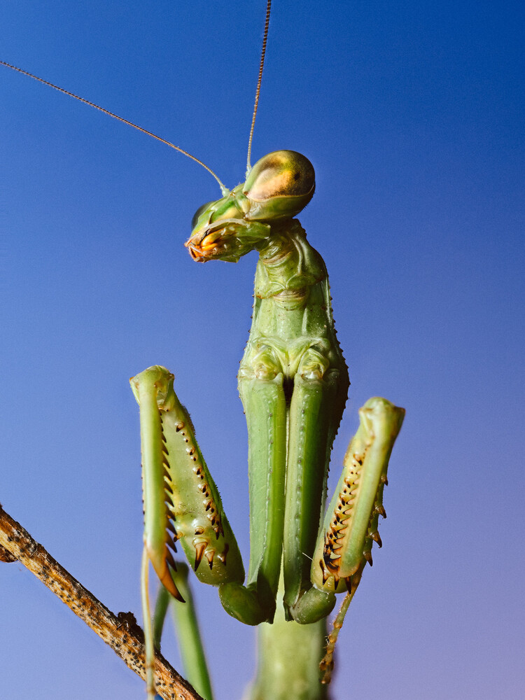 Green praying mantis perched on plant stem against clear blue sky