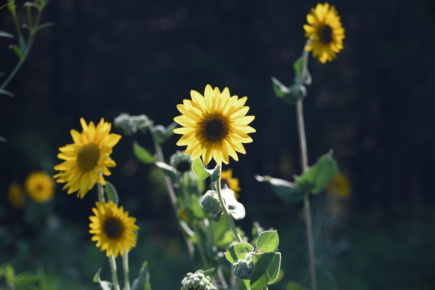 View Yellow Flowers by Debb Briggs