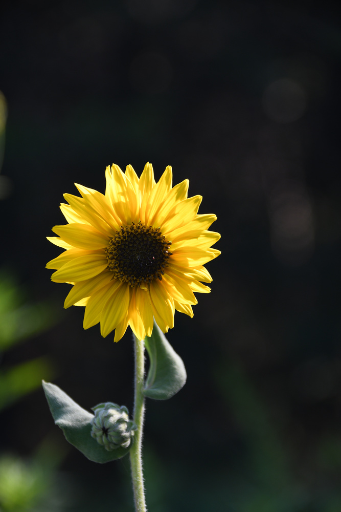 View Yellow Flower by Debb Briggs