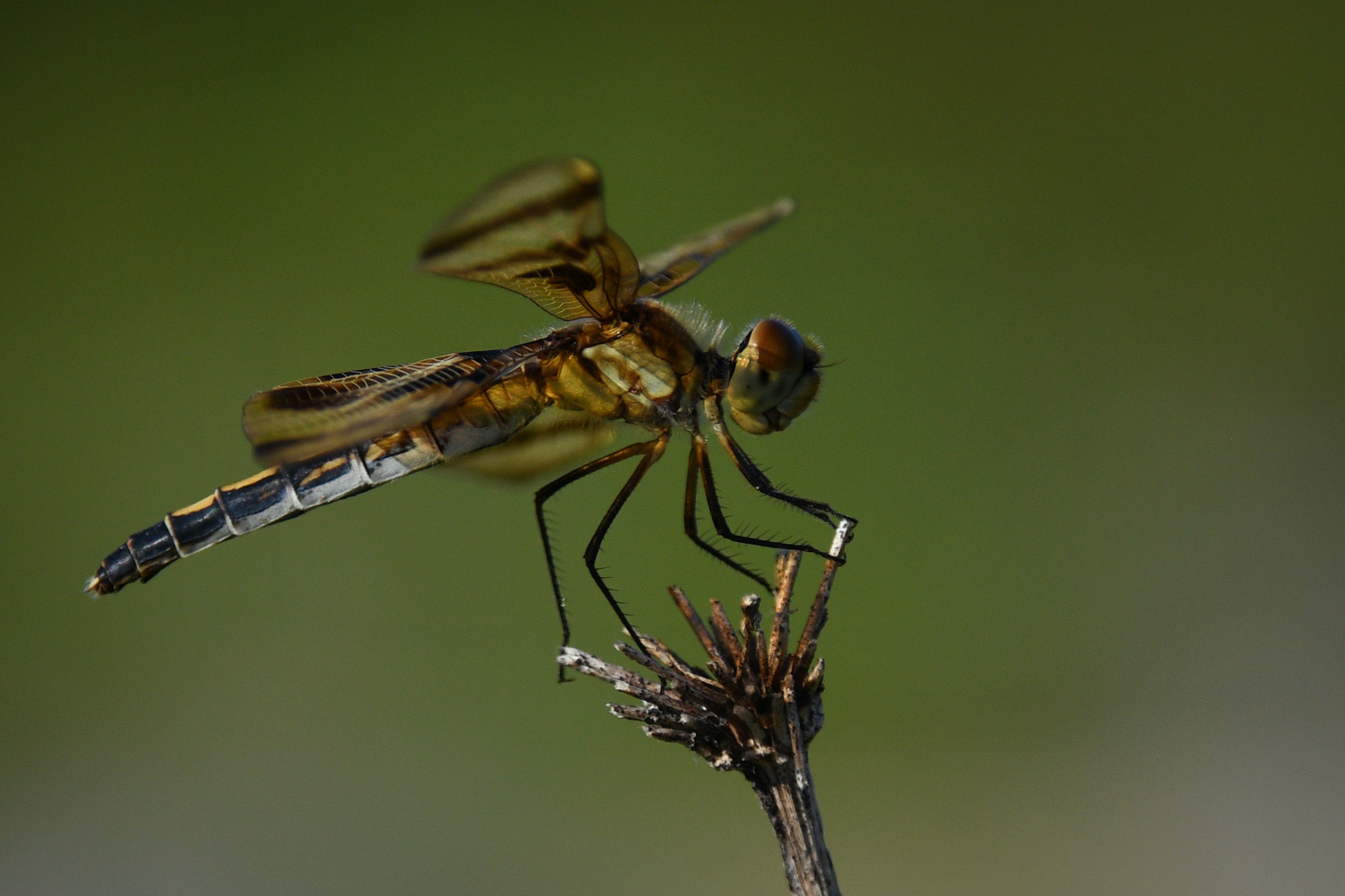 View Dragonfly by Debb Briggs