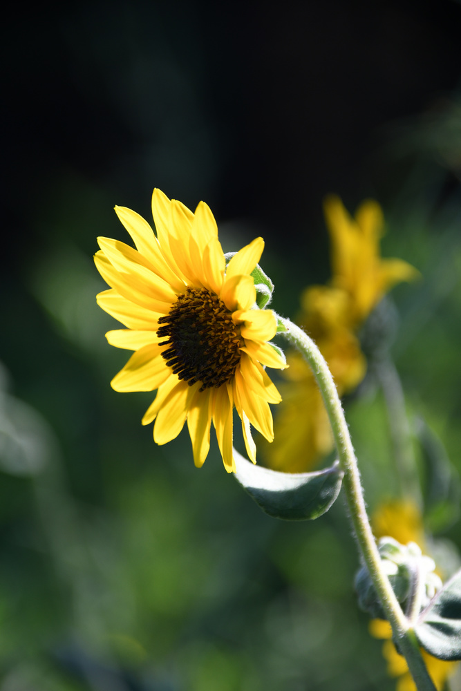 View Yellow Flower by Debb Briggs