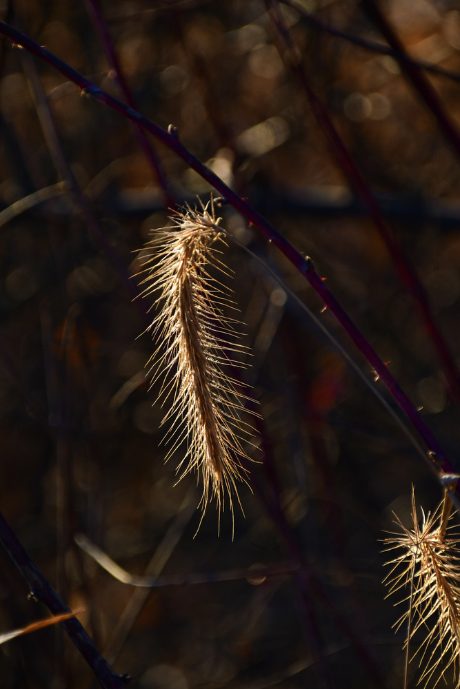 View Seed Pod by Debb Briggs