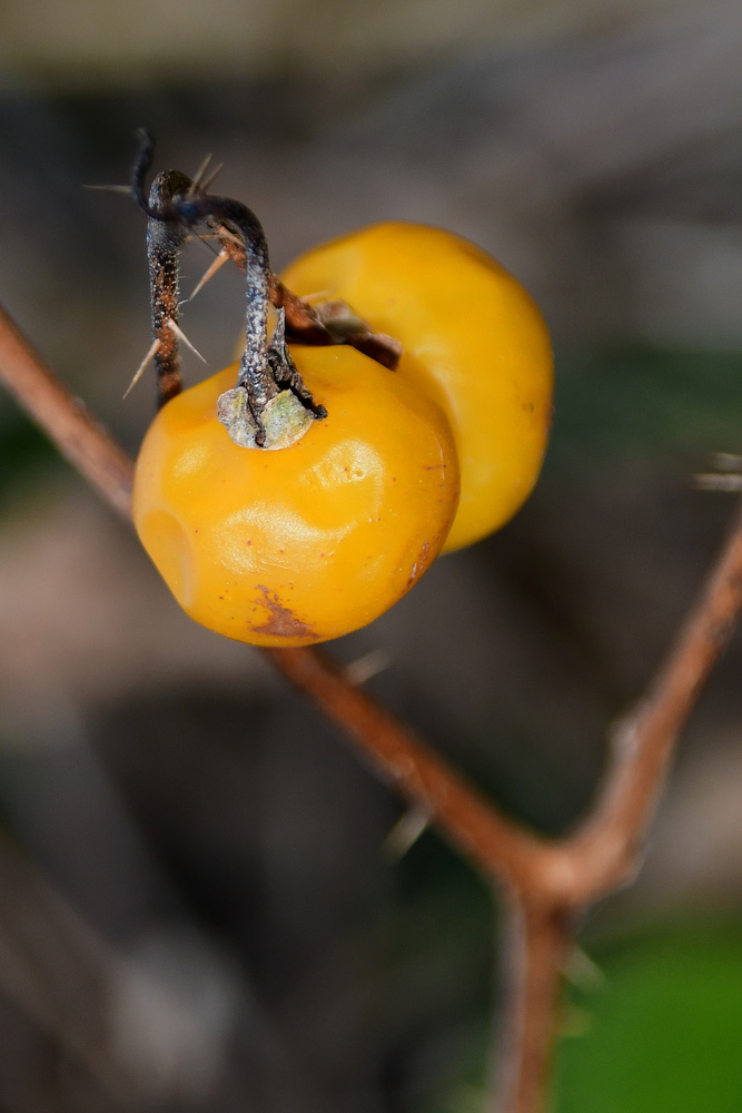View Yellow Berry by Debb Briggs
