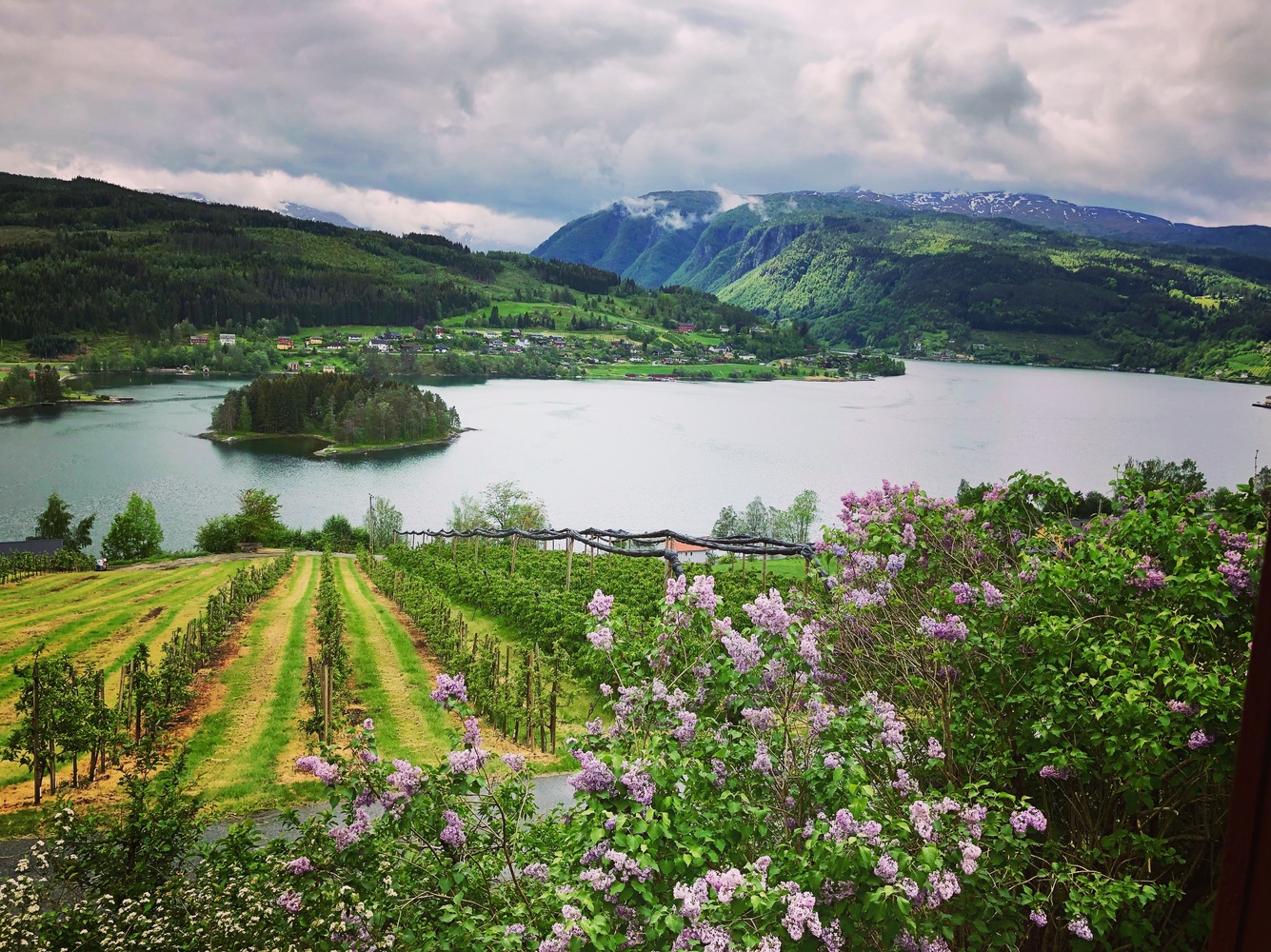 View Hardanger Fjord by Hans P Strifeldt