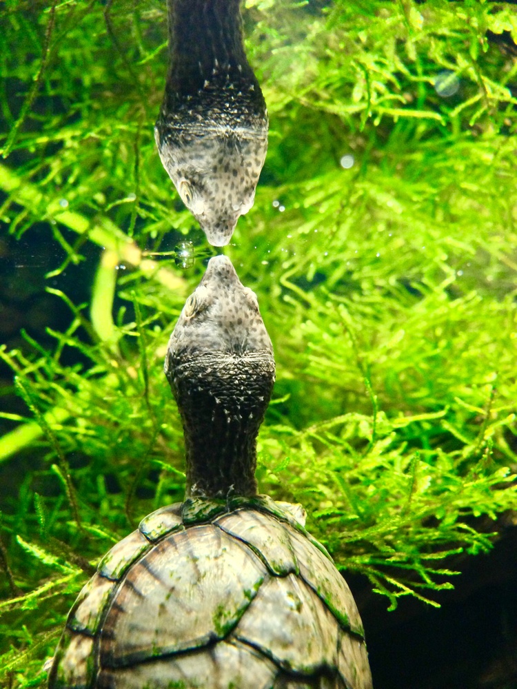 View Turtle reflection by Hans P Strifeldt