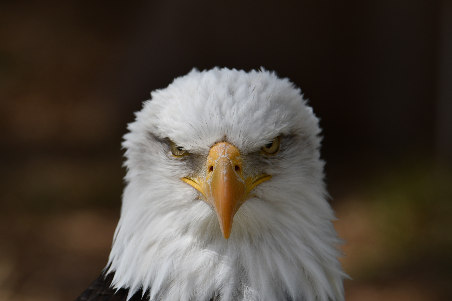 View Madrid zoo by Patrick Ruymaekers