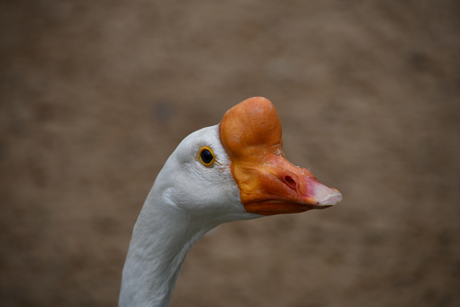 View Goose profile by Patrick Ruymaekers