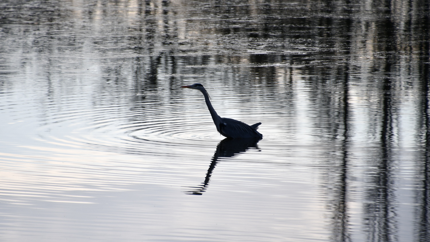 View Heron in pond by Patrick Ruymaekers