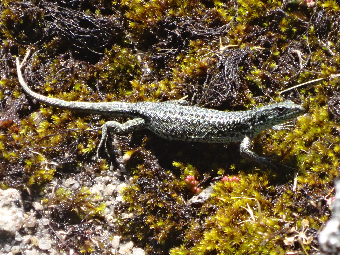 View lizzard by Patrick Ruymaekers