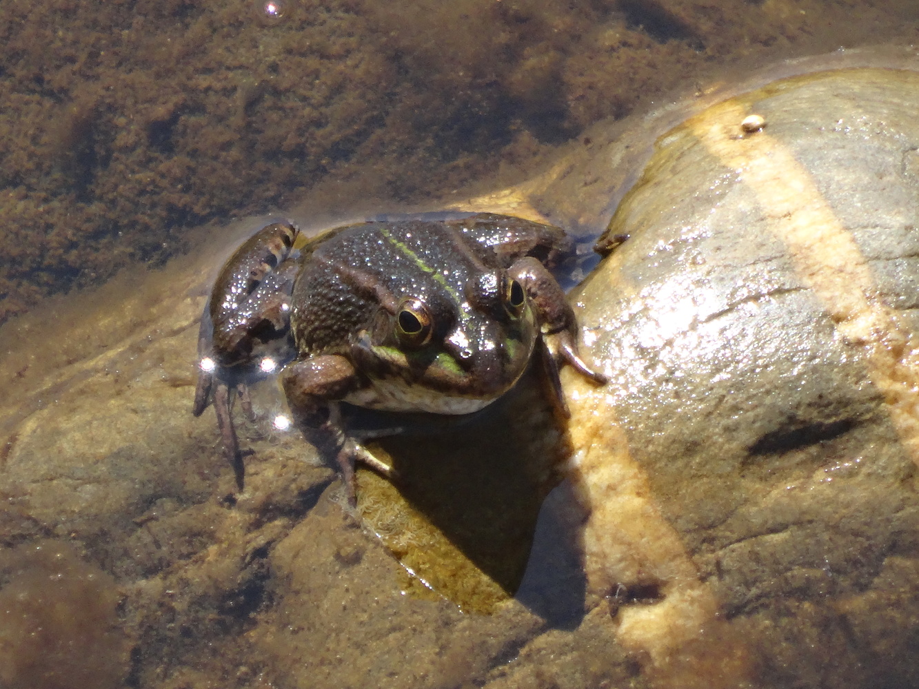 View frog by Patrick Ruymaekers