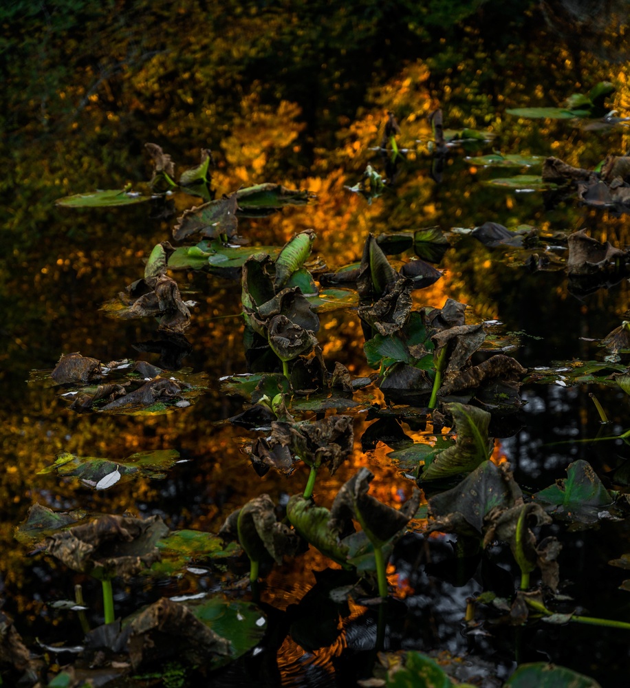 View Untitled 4 by Ryan Fernette