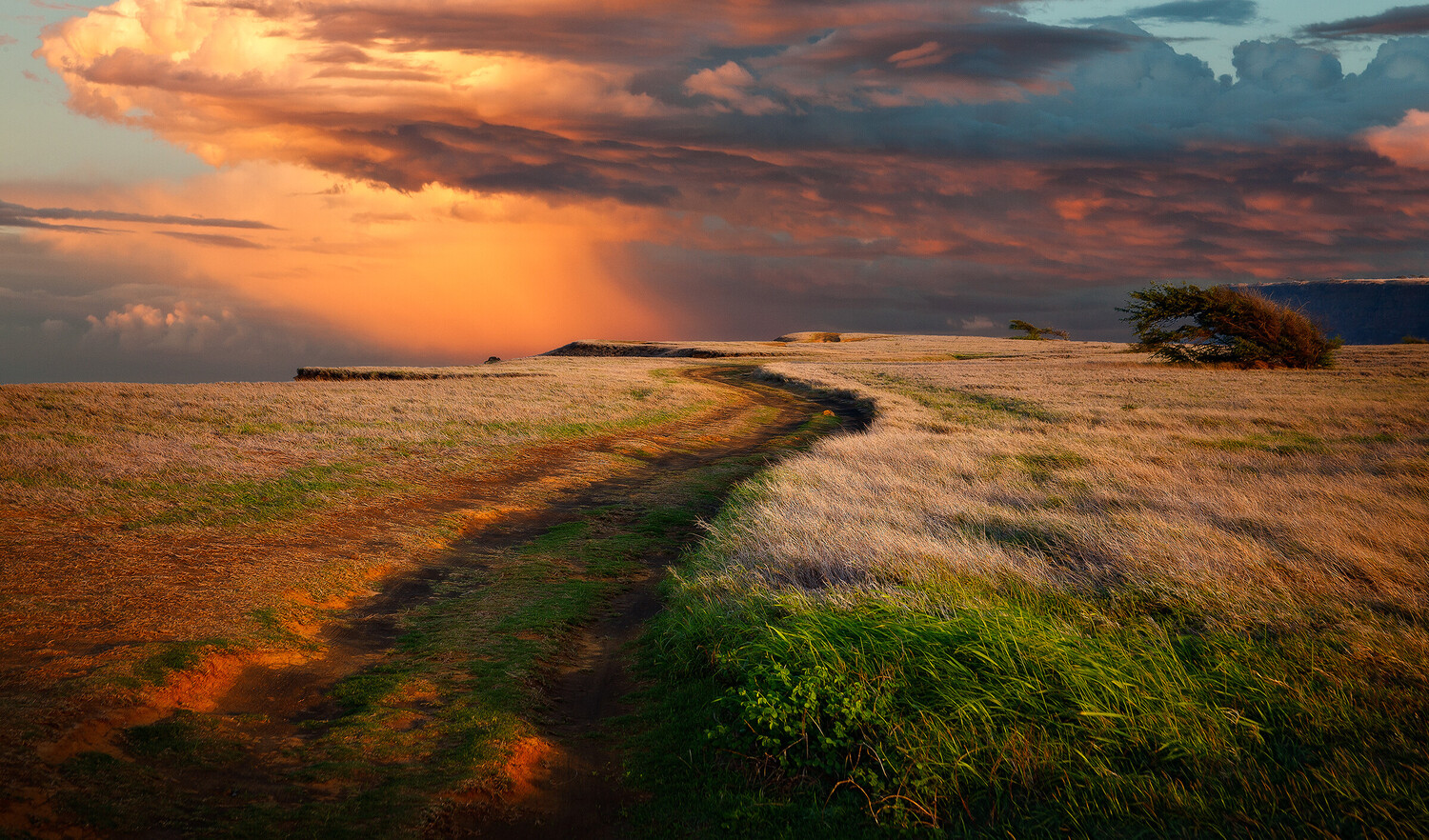 Golden hour landscape with winding green stream across golden grassland under dramatic sunset sky