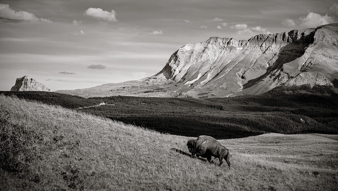 Bison grazing in a vast valley with steep mountain peaks in the background