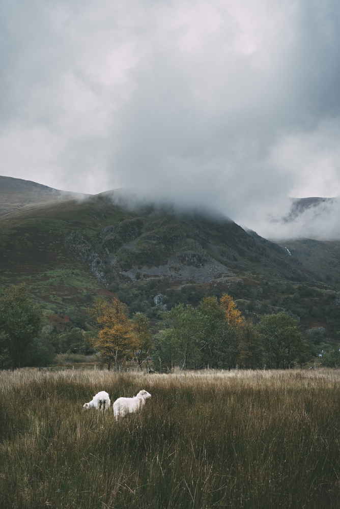View Sheep in Snowdonia by Josh Jordan