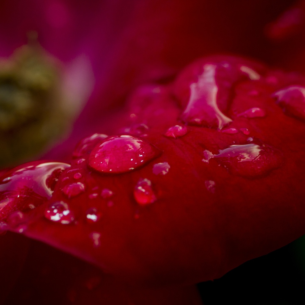 View Untitled 1 by Ross LaVare