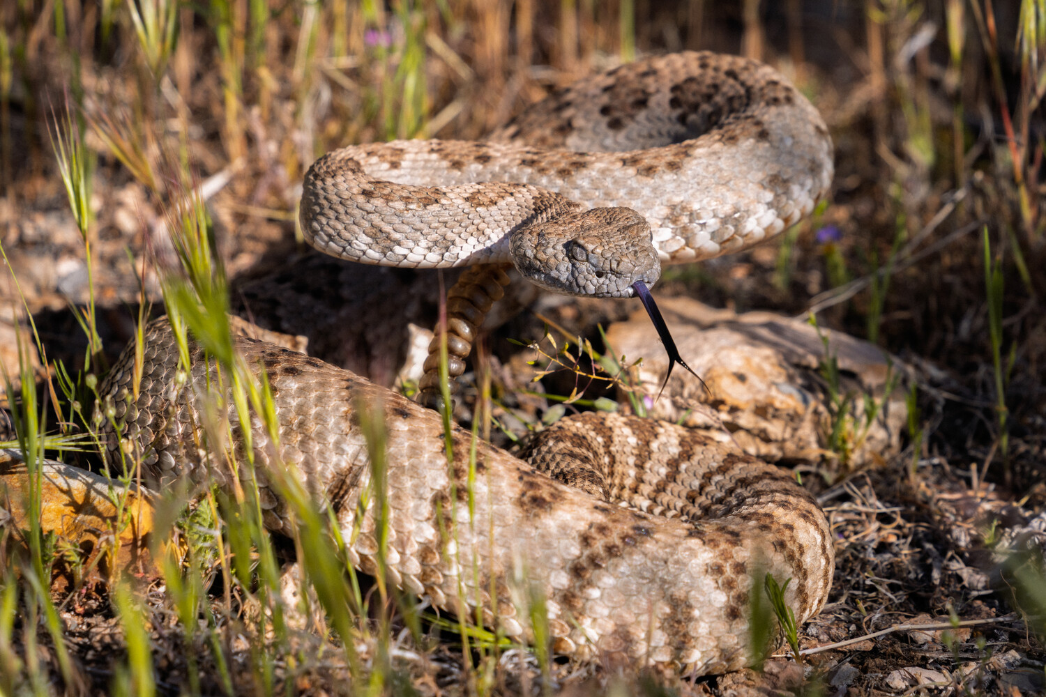 Coiled rattlesnake with tongue flicking out, sunlit among dry grass and blurred foreground stems