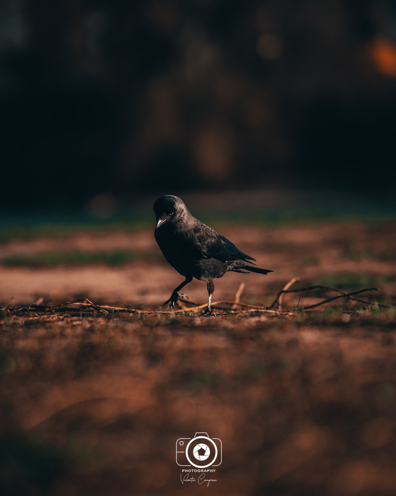 View Untitled 3 by Valentin Campean