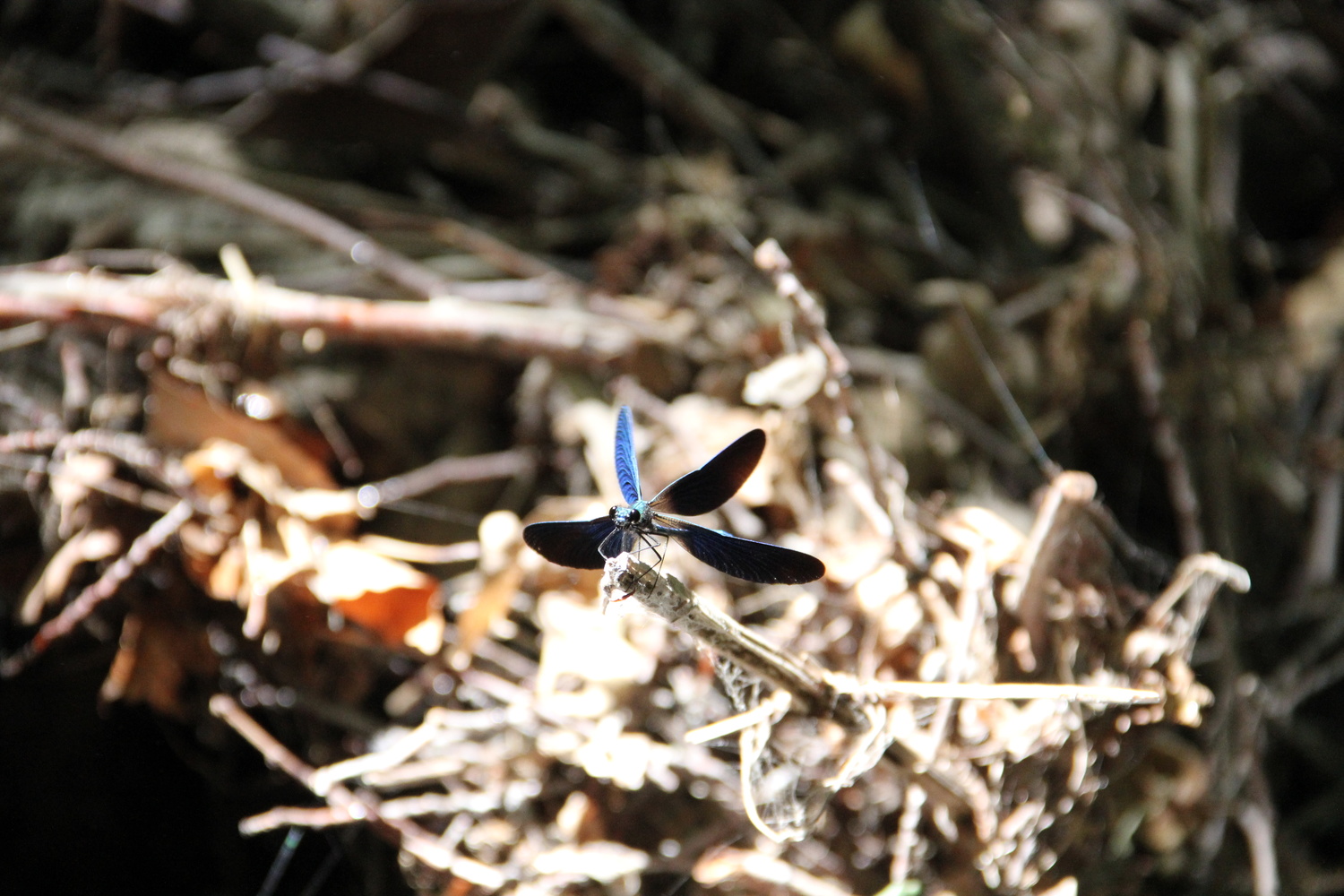View Posing dragonfly by Metin Cetin