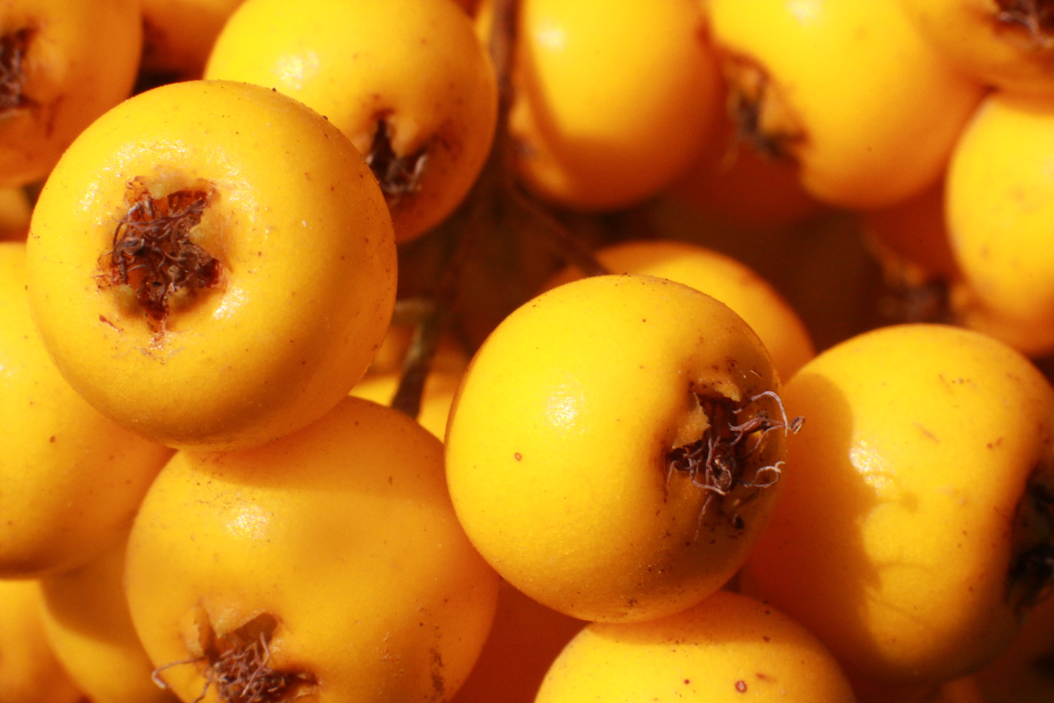 View Sorb berries by Metin Cetin
