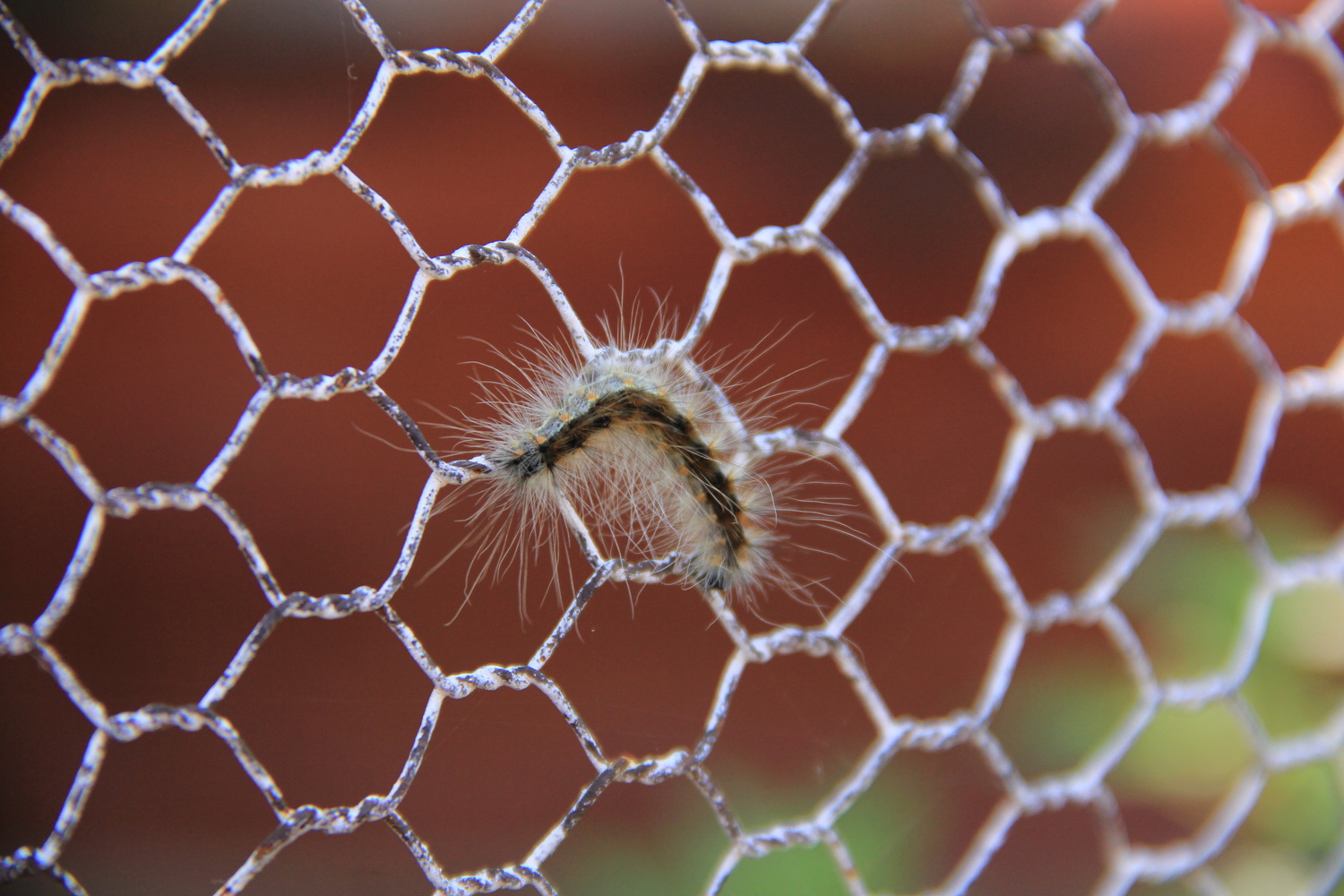 View Caterpillar on the net by Metin Cetin