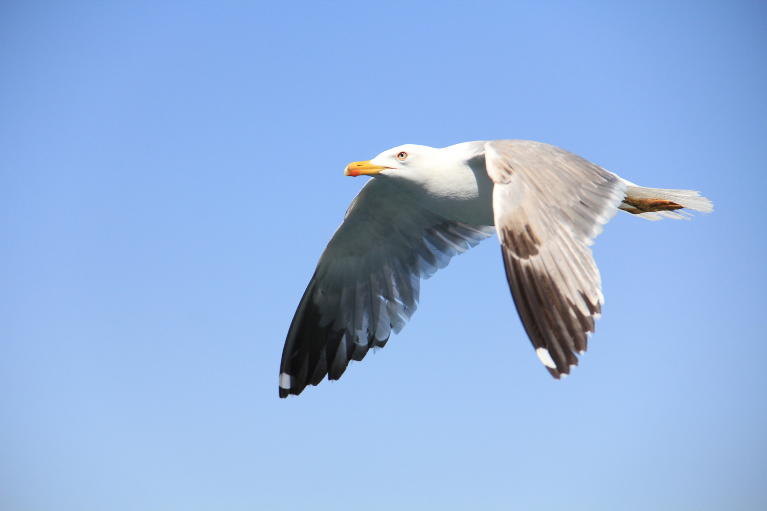 View Seagul by Metin Cetin