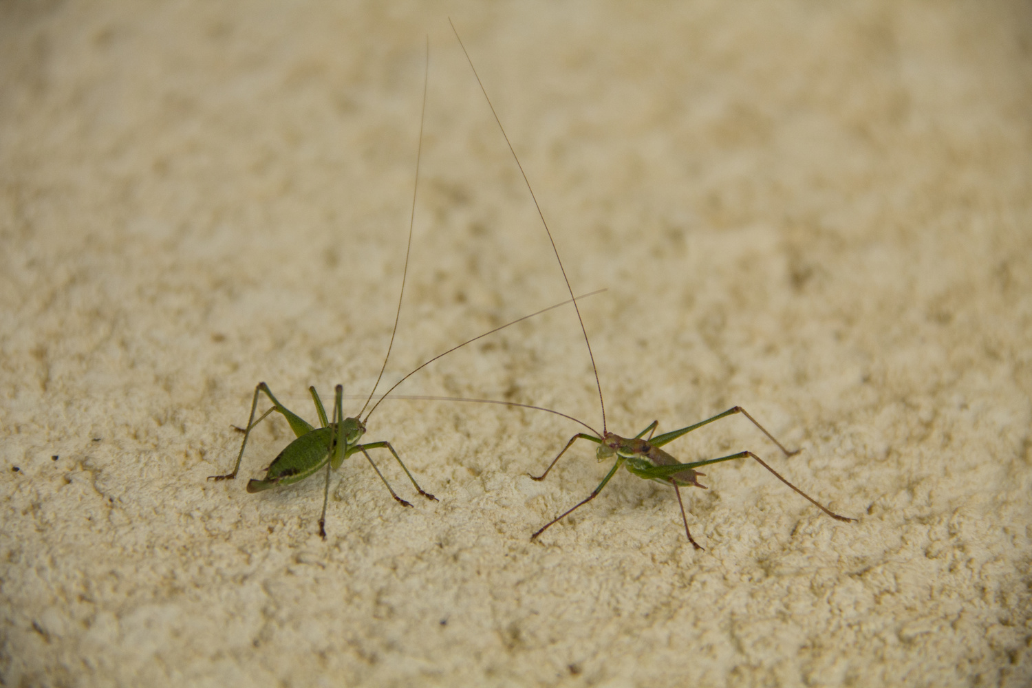 View Grasshoppers in love by Metin Cetin