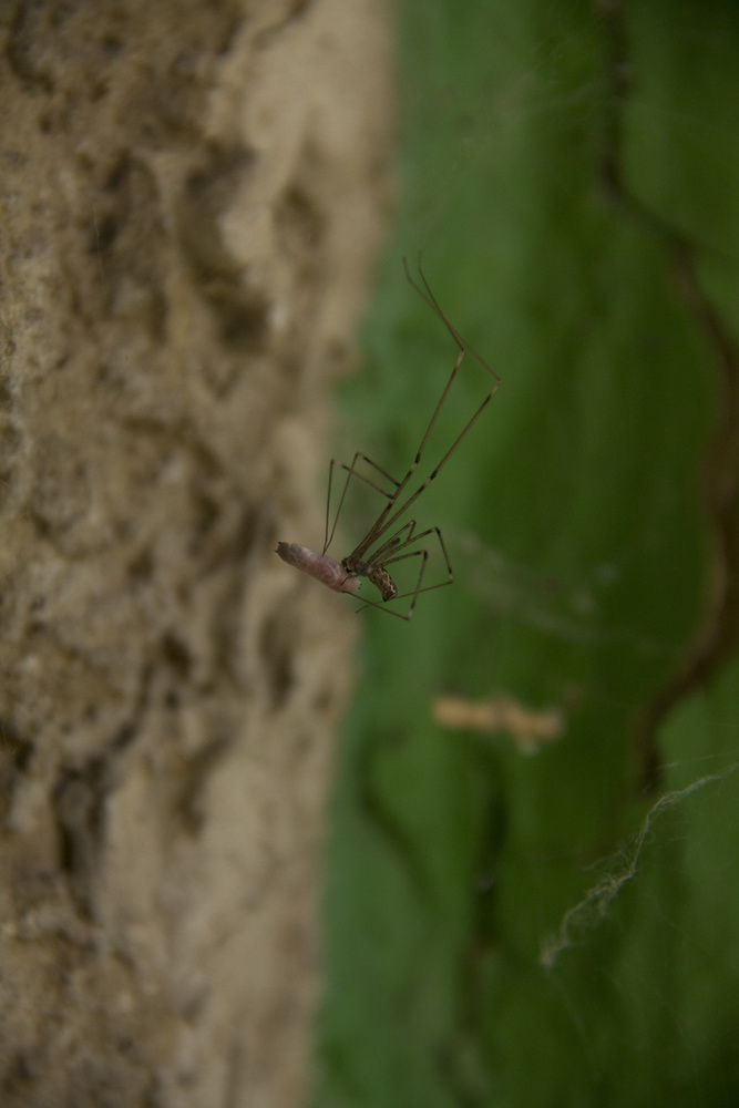 View Spider at lunch by Metin Cetin