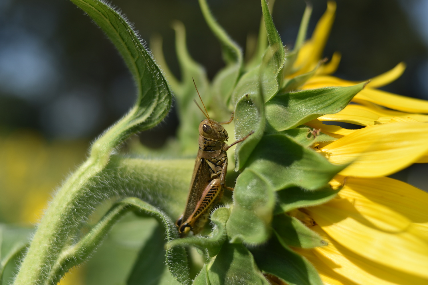 View Grasshopper on Sunflower by Paul Umansky