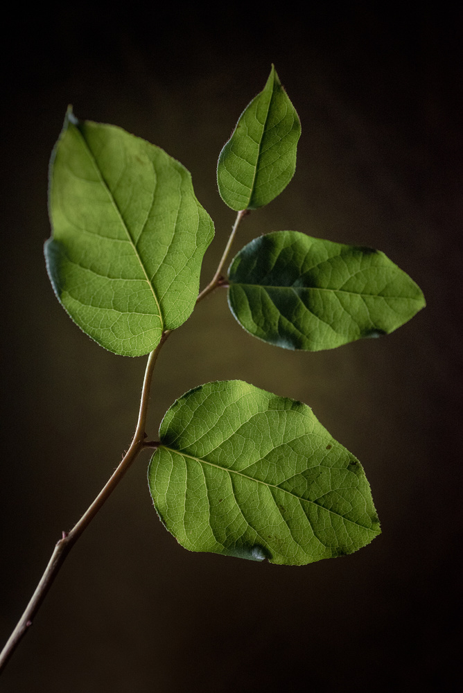 View Untitled 1 by Colleen Johnson