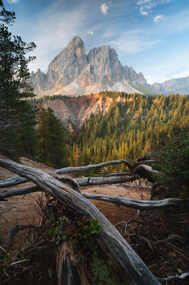 Jagged mountain peak rising above golden larch forest with fallen logs in foreground