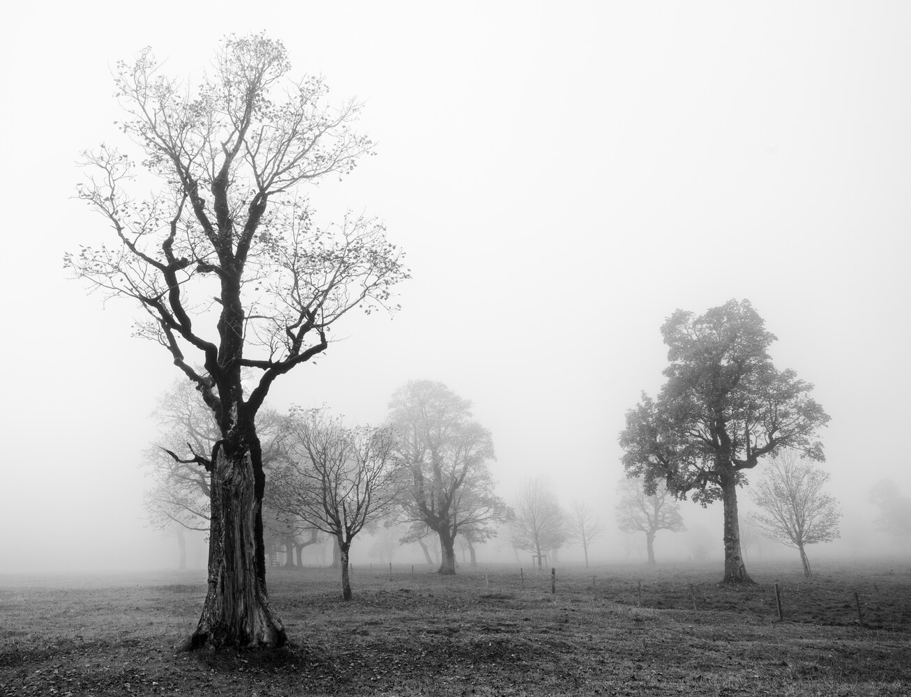 Misty black-and-white landscape with a bare, gnarled tree in the foreground and fading tree silhouettes receding into dense fog across an open field.