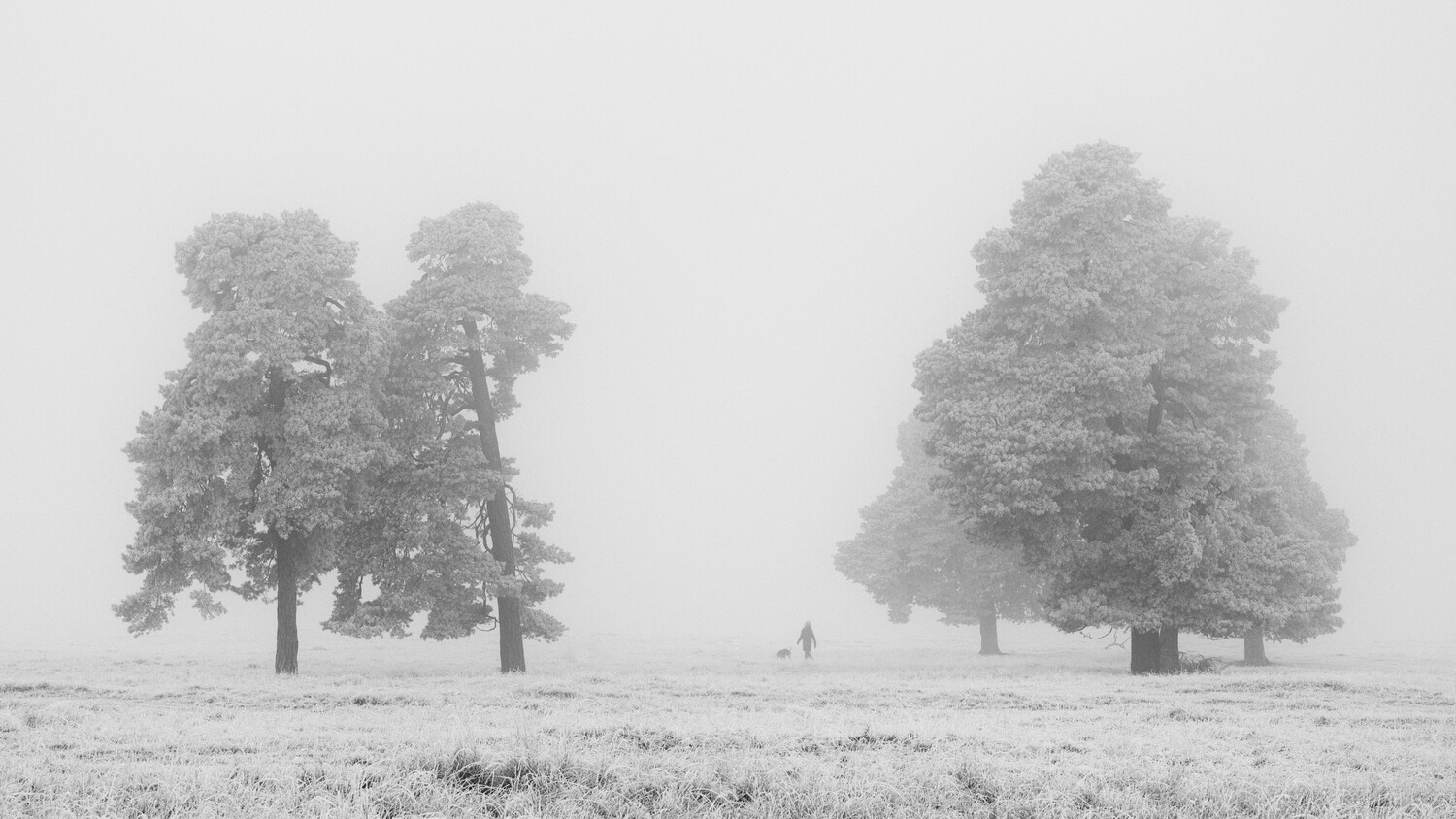 Misty black-and-white scene of tall pine trees in a frosty field, with a lone figure walking between them in dense fog.