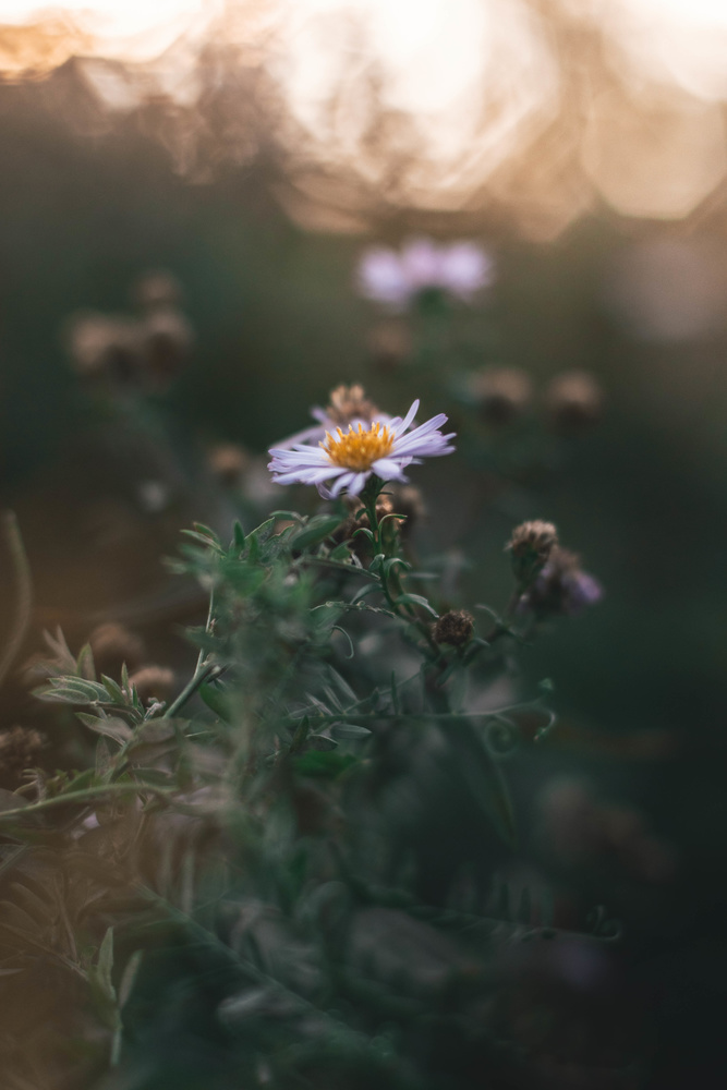 View golden hour flower by Maria Nemeth
