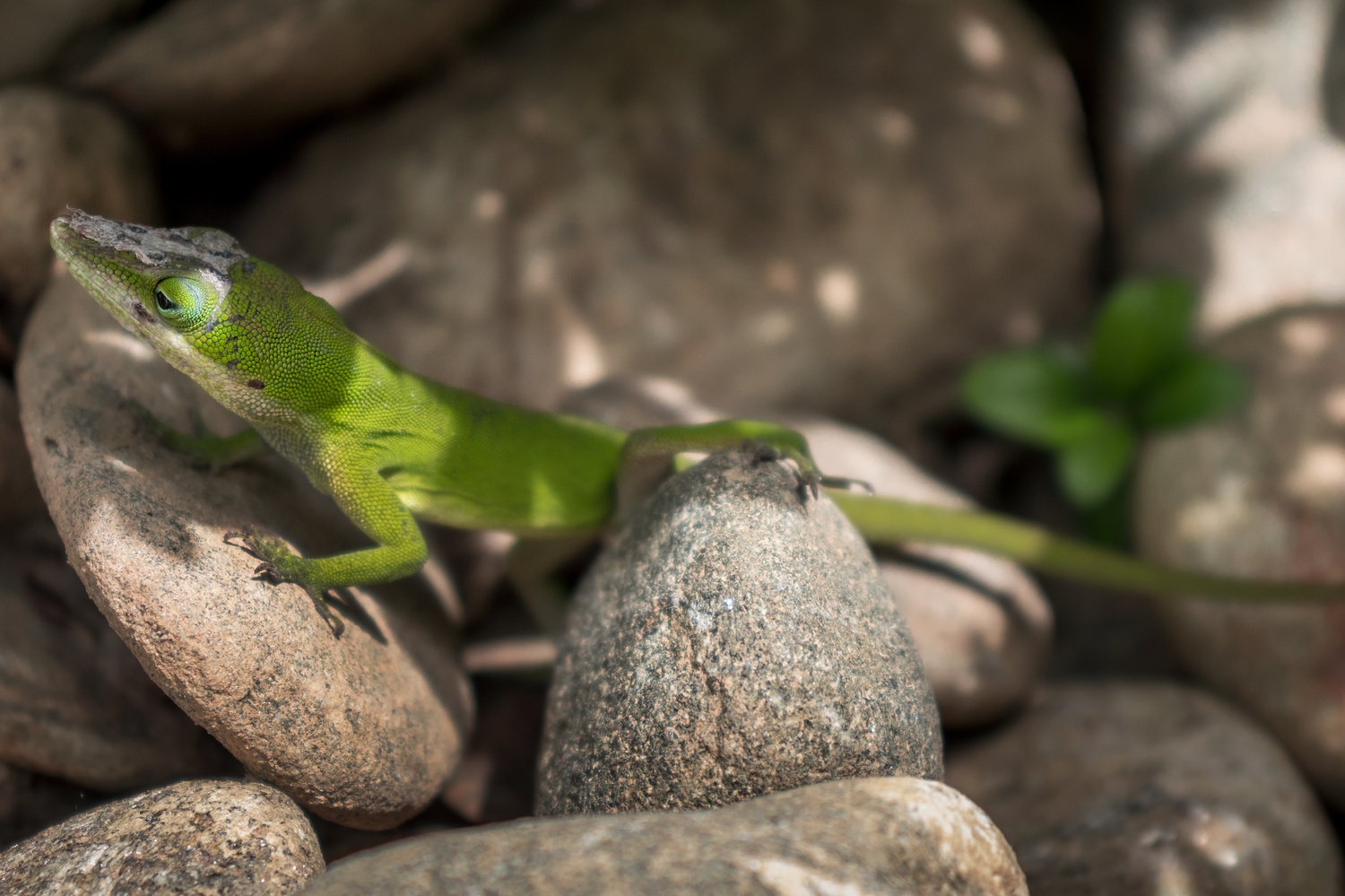 View Carolina Anole by JB Studios