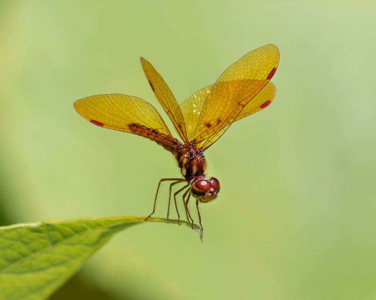 View Dragonfly Macro by JB Studios