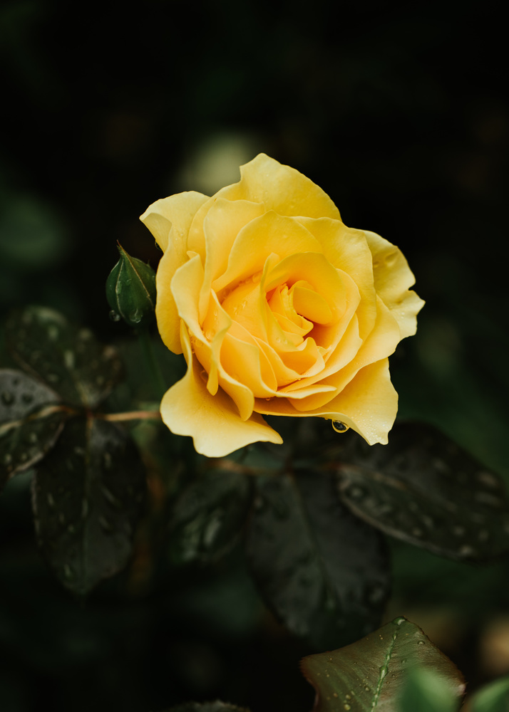 View Untitled 1 by Mike Esparza