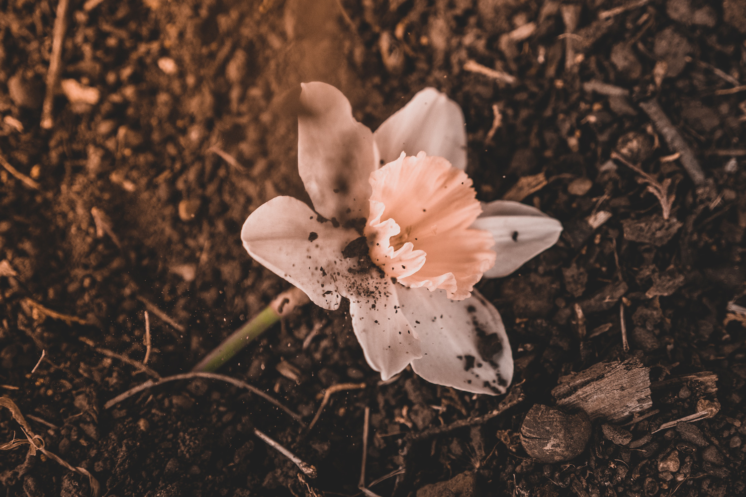 View Untitled 1 by Sufian Damaj