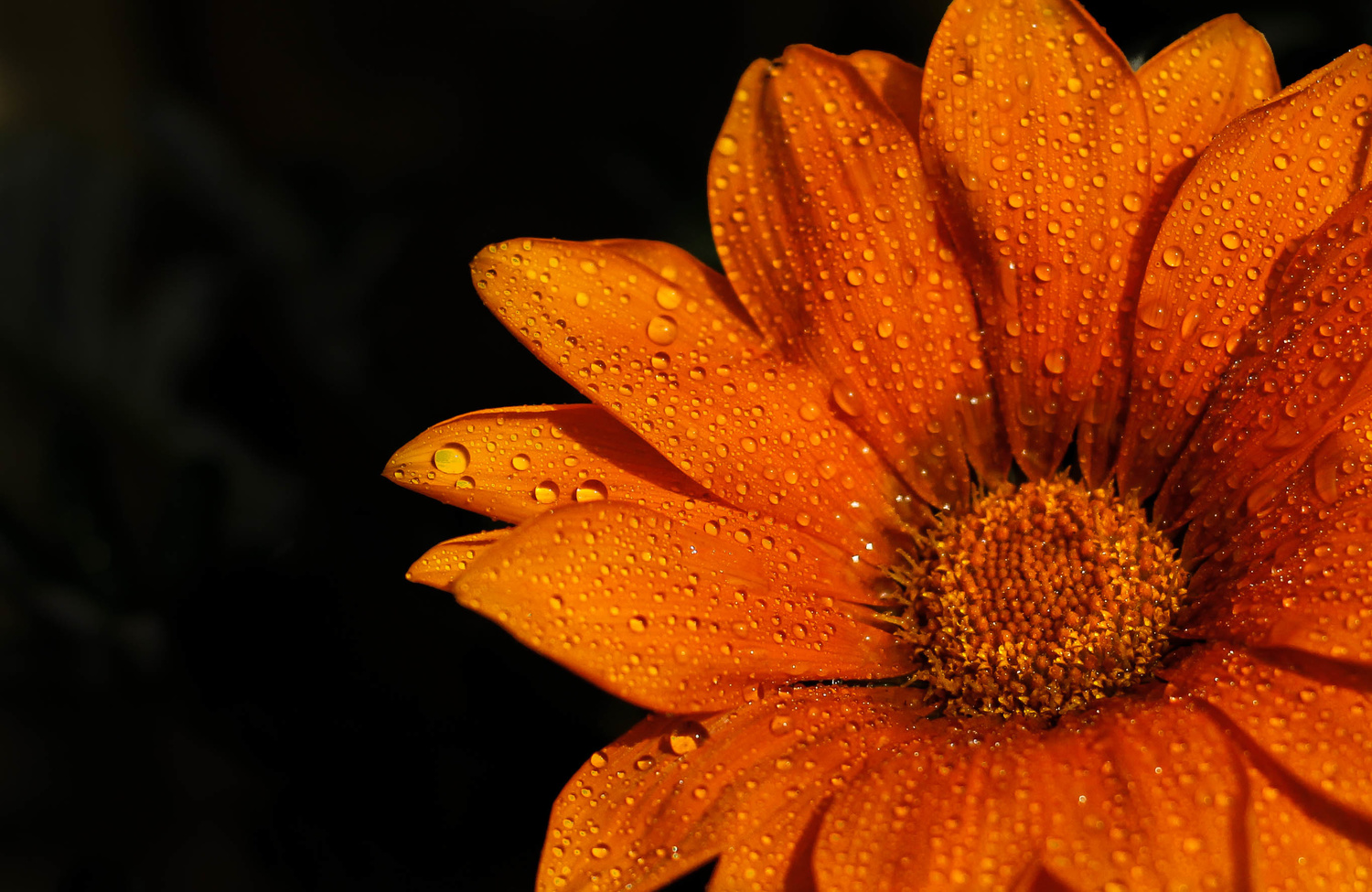 View Untitled 2 by Shuvra Podder
