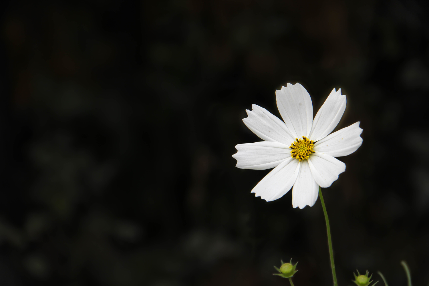 View Untitled 1 by Shuvra Podder