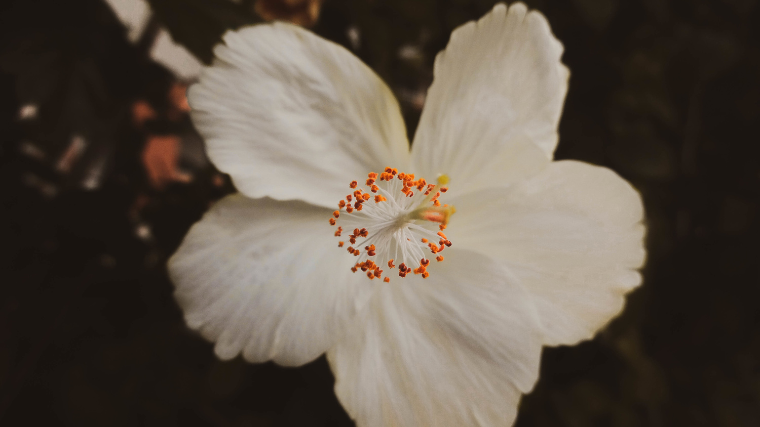 View Untitled 2 by Shubham Singh