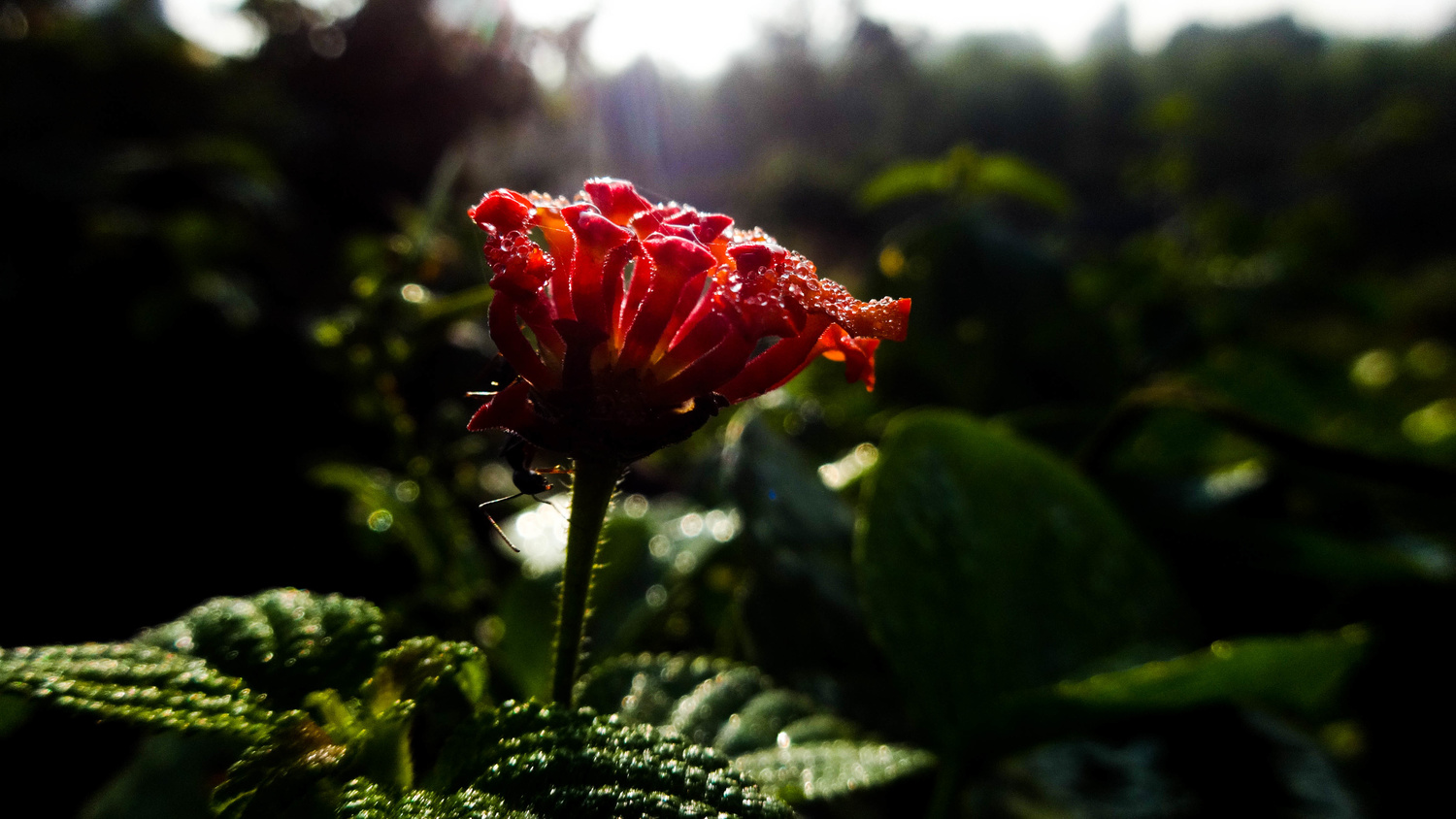 View Isolation by Shubham Singh