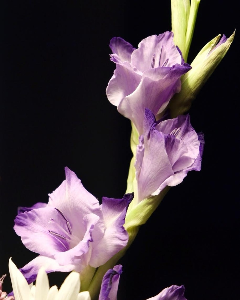 View Untitled 1 by Chris Colvin