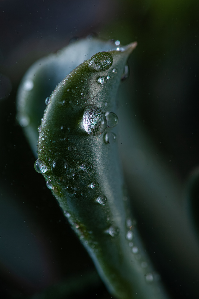 View Untitled 1 by Alexander Prieditis