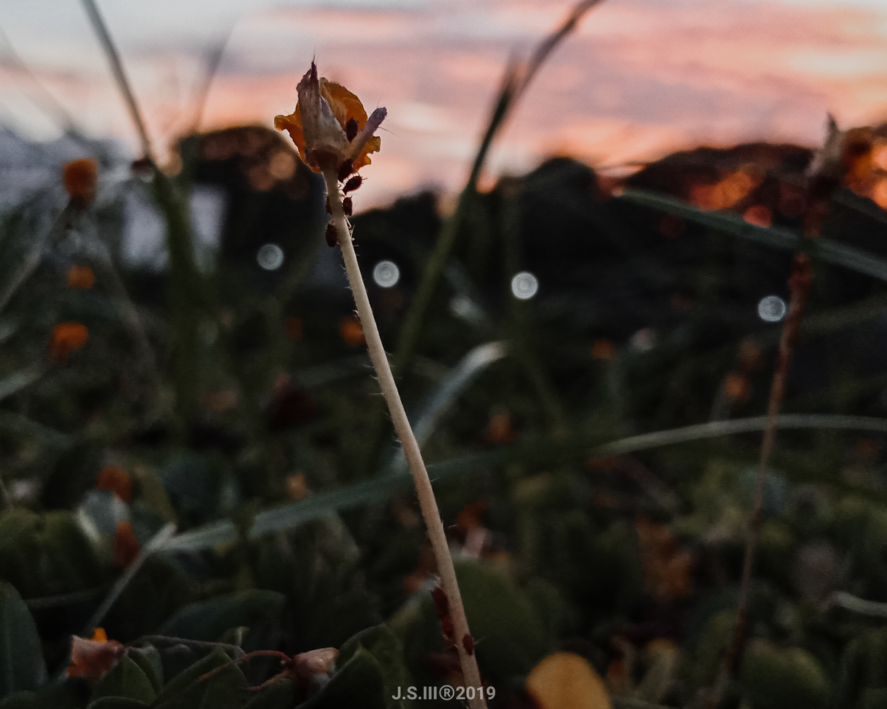 View Untitled 1 by Mark Anthony Josue