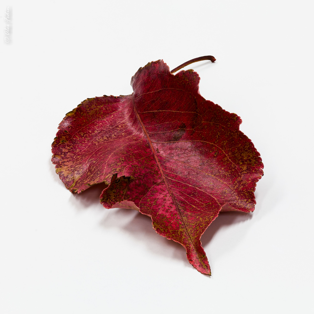 View Untitled 1 by Alex Fedin