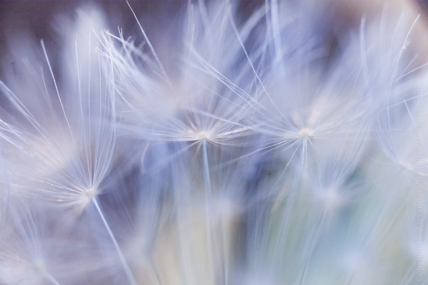 View Untitled 2 by Alex Fedin